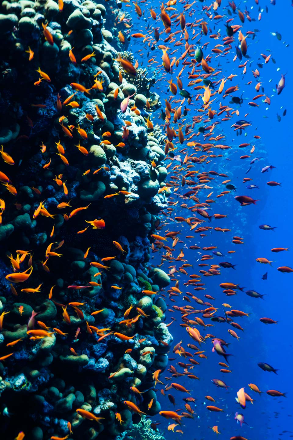 elphinstone | red sea