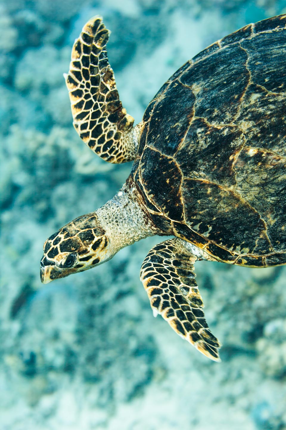 hawksbill | red sea