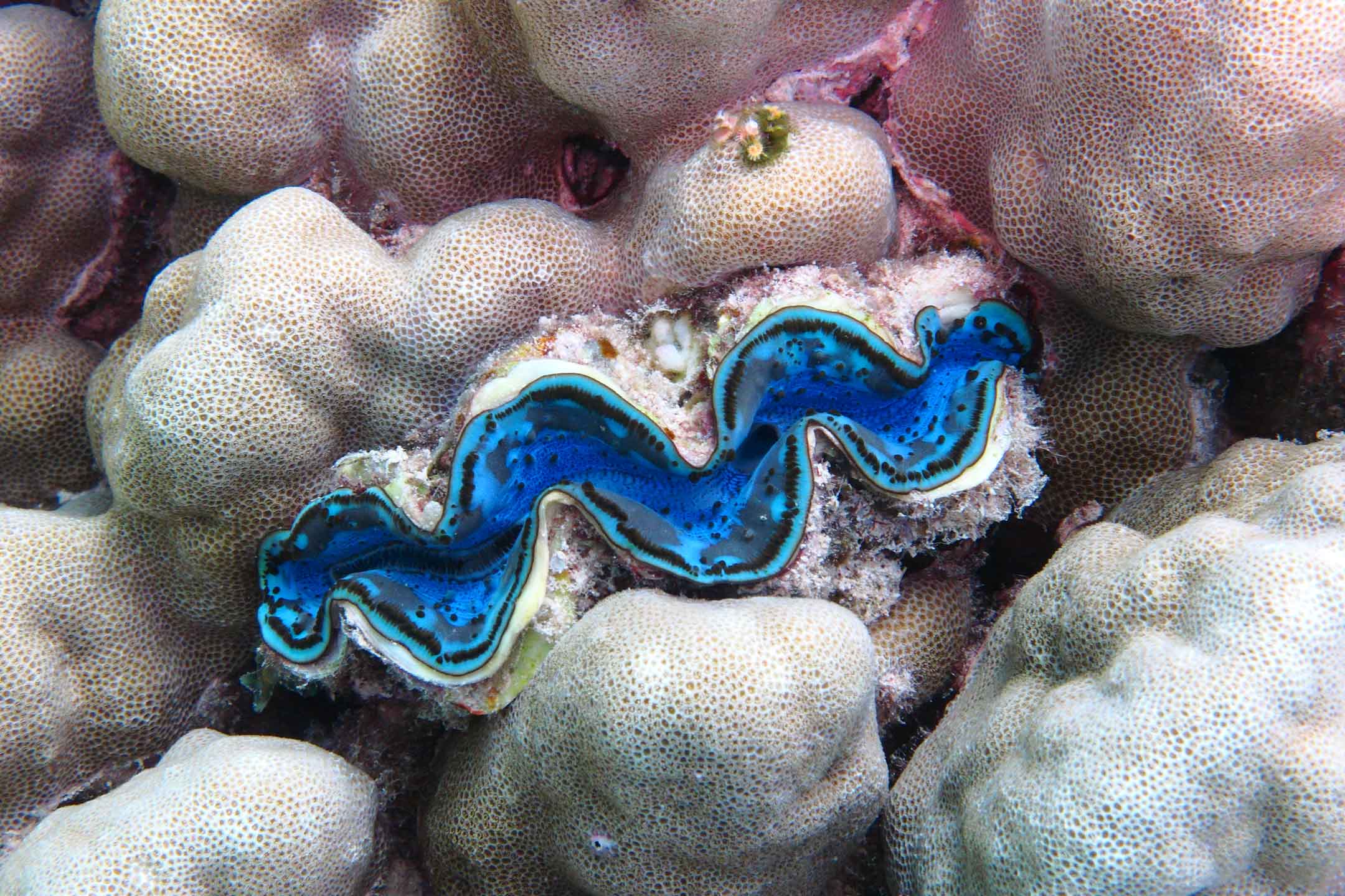 blue shell | red sea