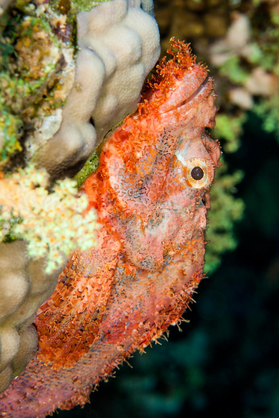 red scorpio | red sea