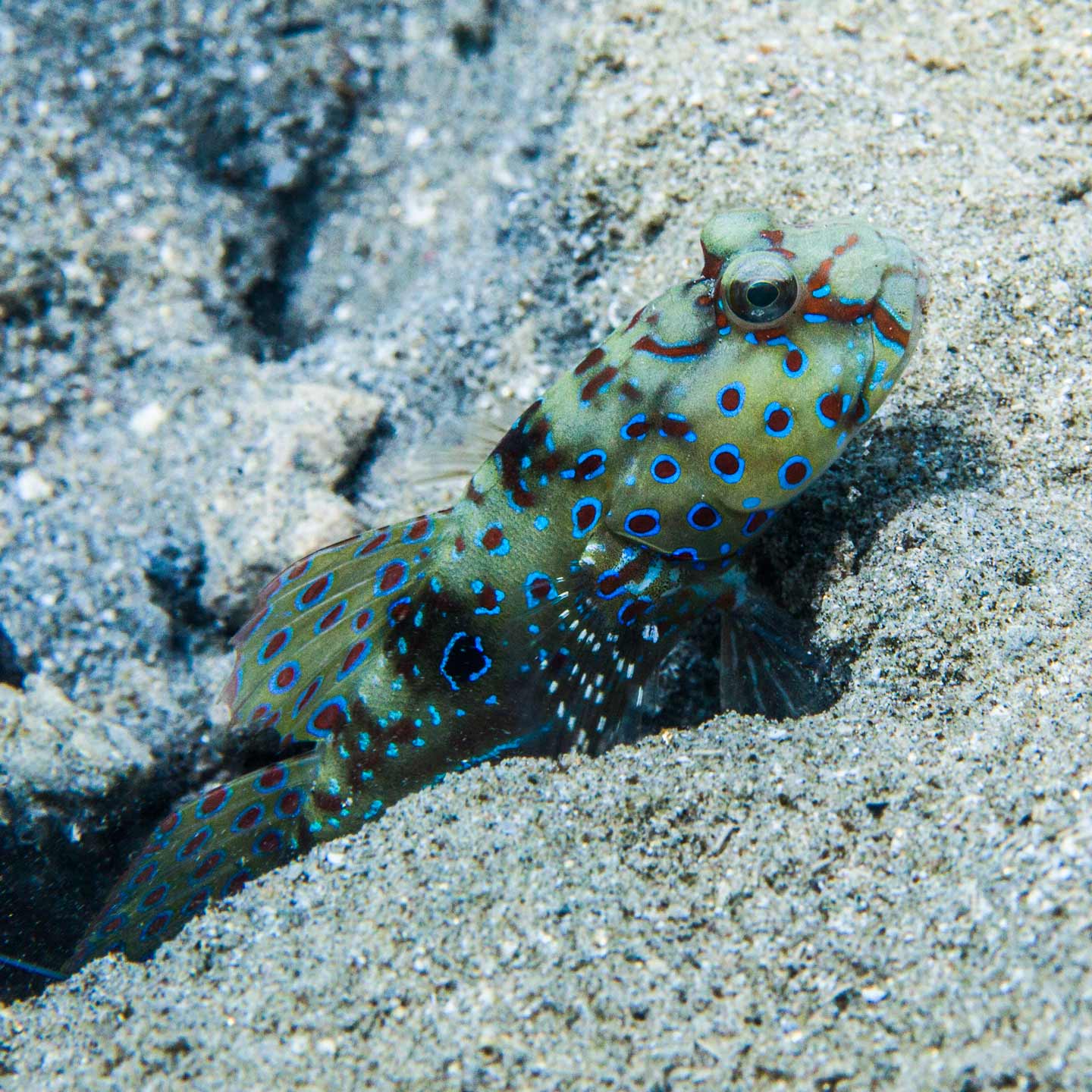 blue-ringed goby | red sea