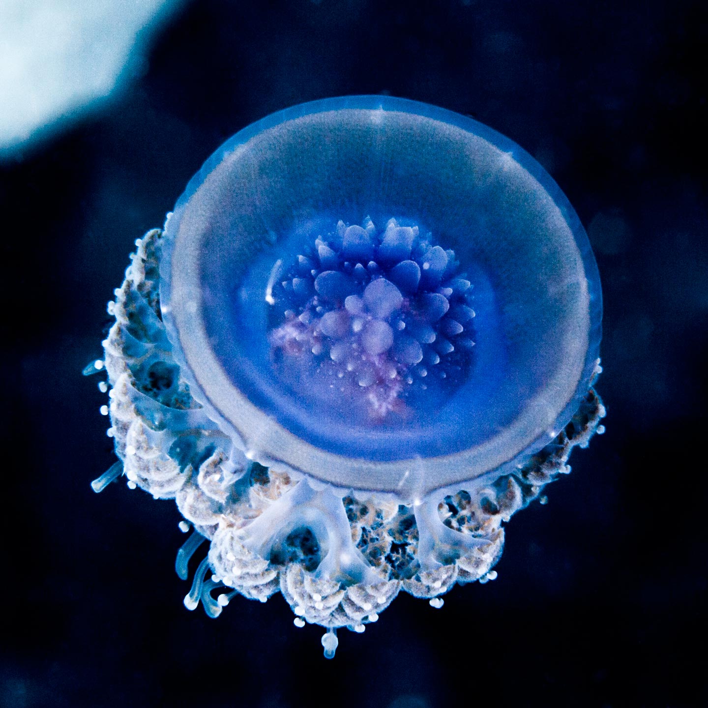 blue jelly | red sea