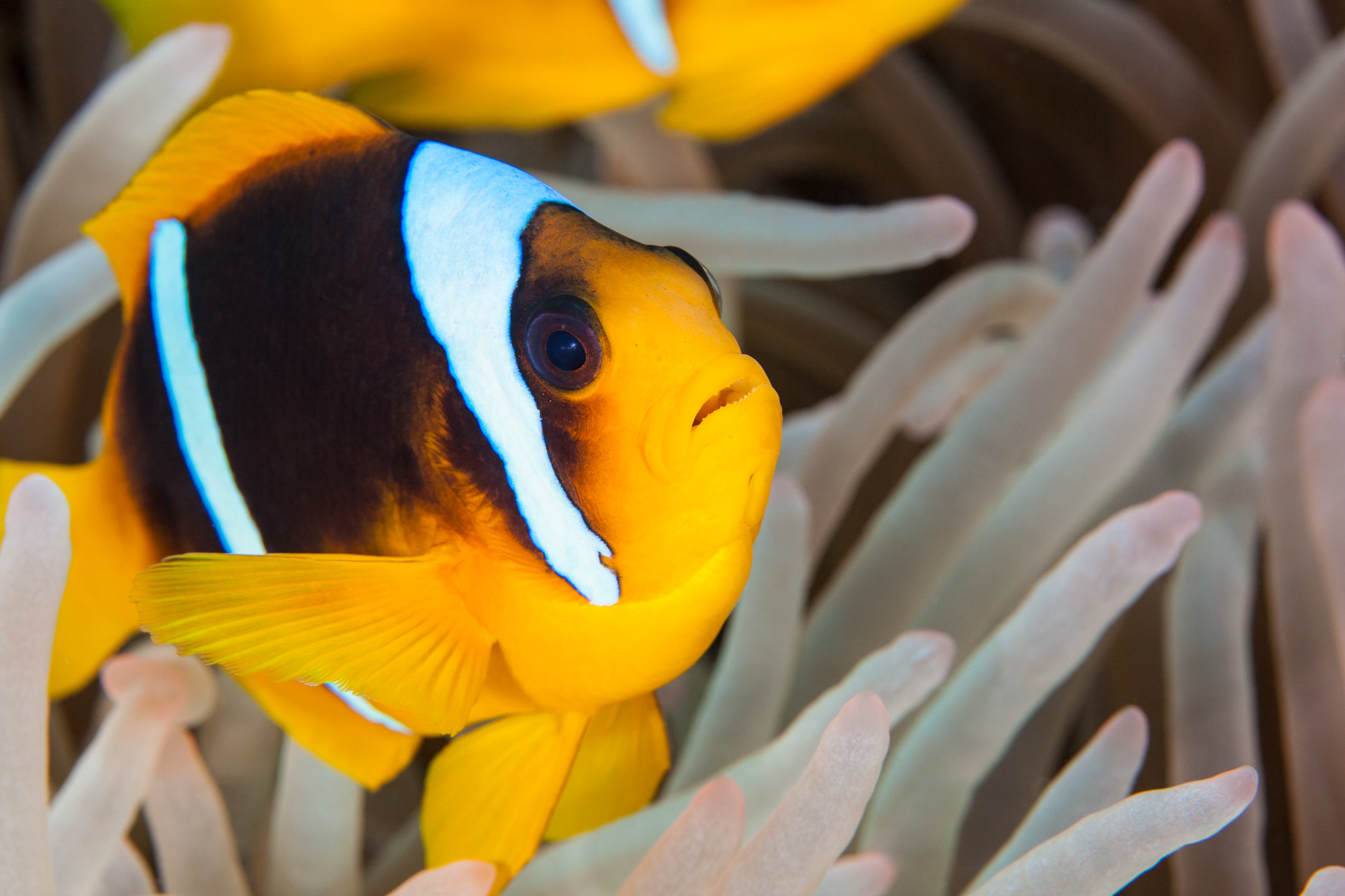 wide-eyed nemo | red sea