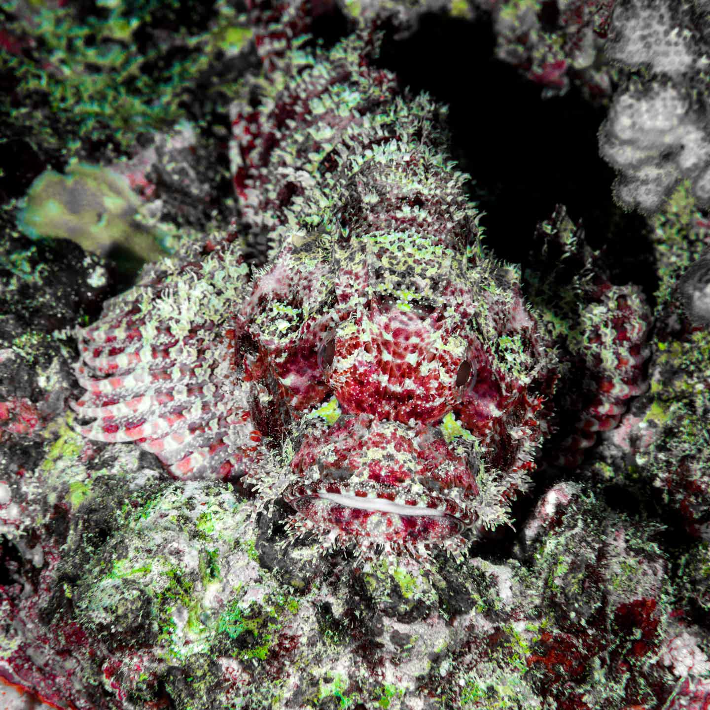 poisonous pose | red sea