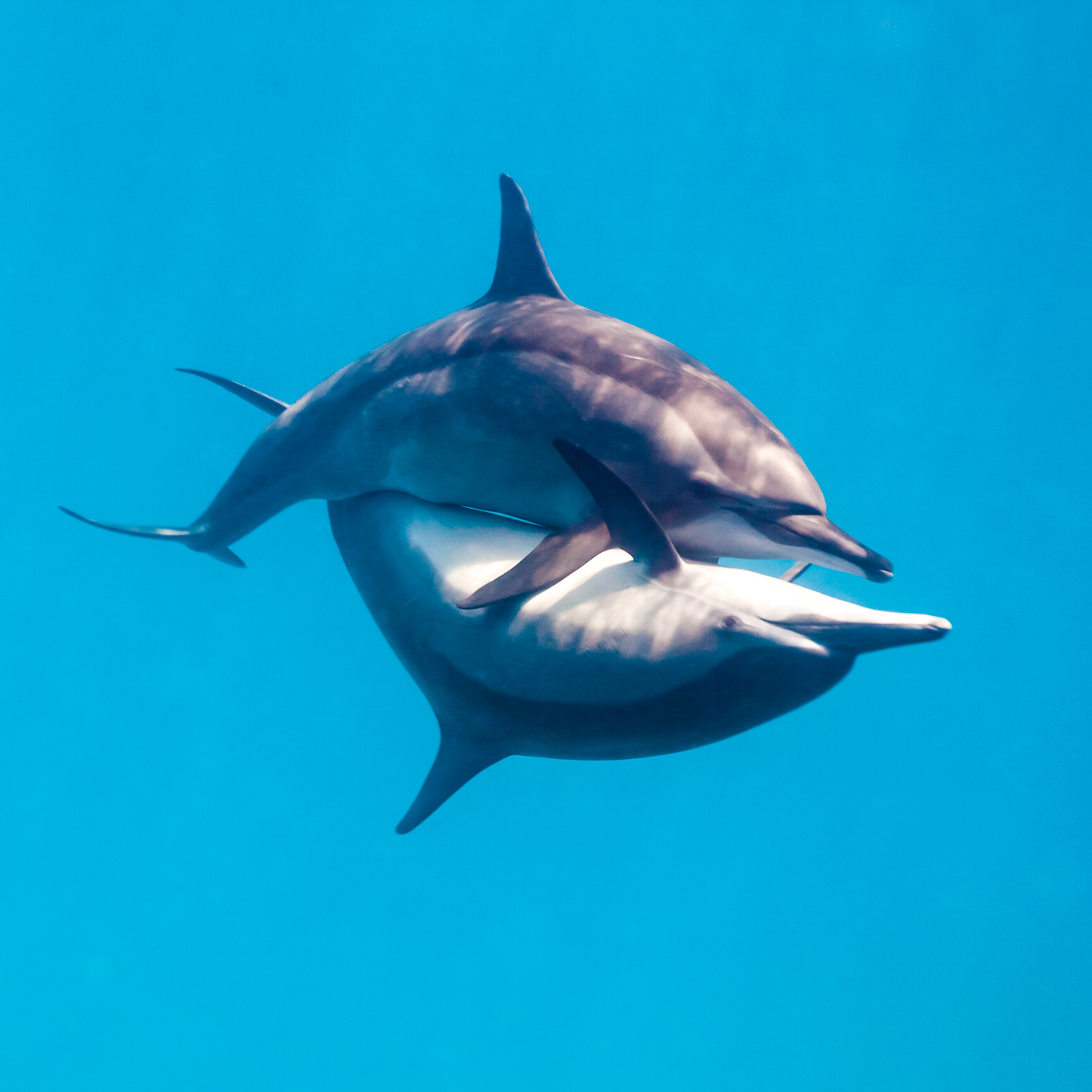 dolphin love | red sea
