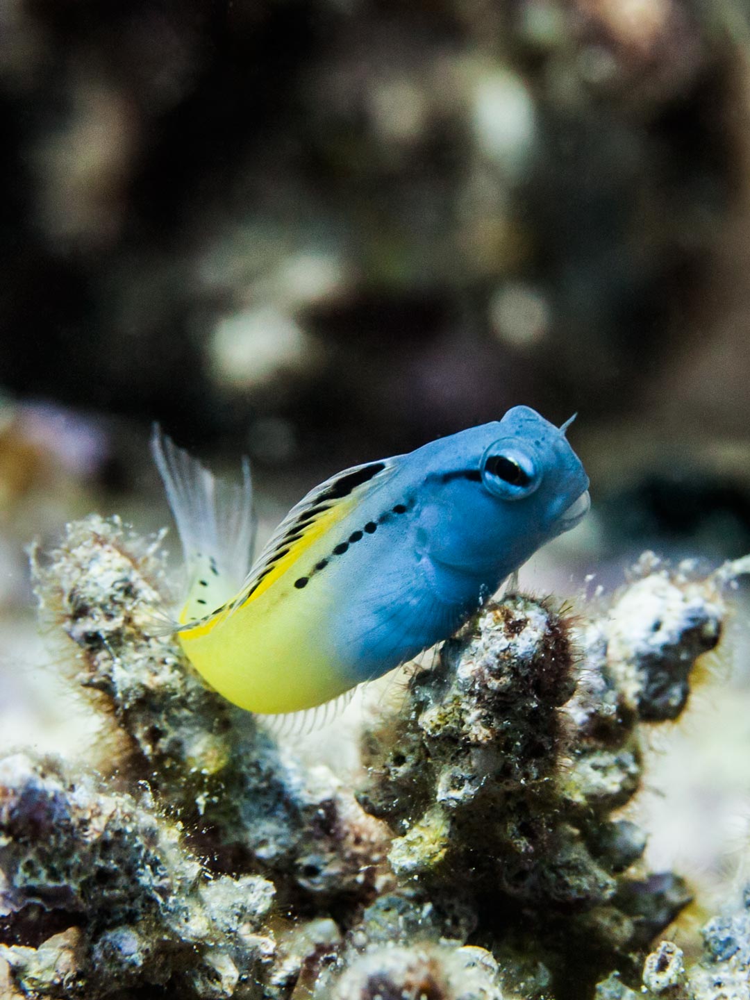 blue blenny | red sea