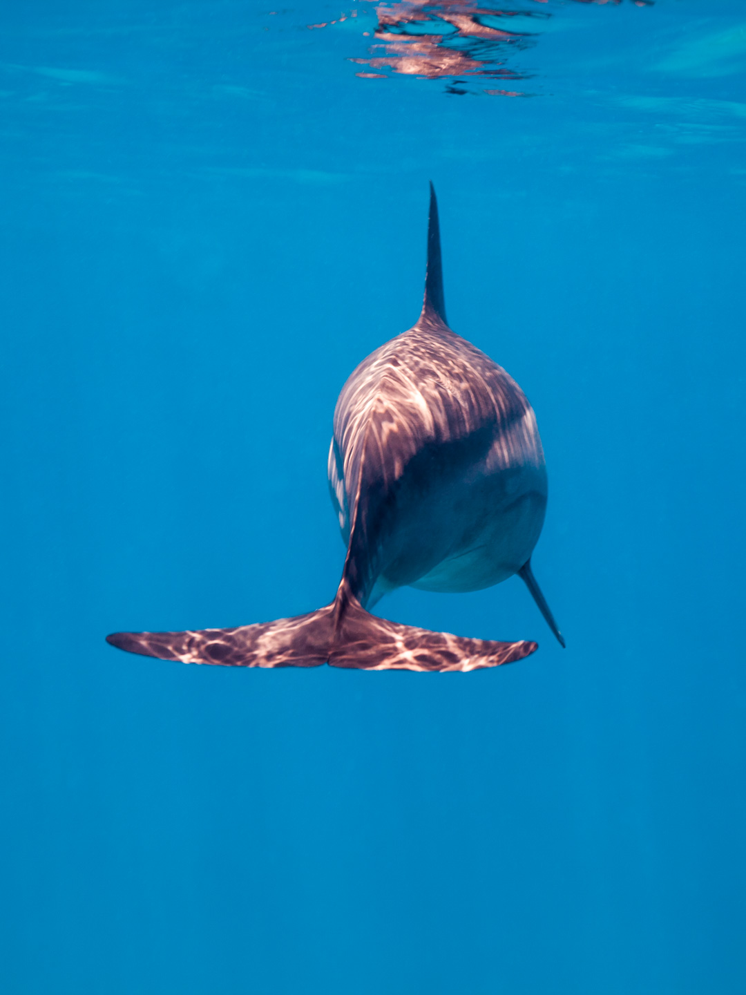 bye bye baby | red sea