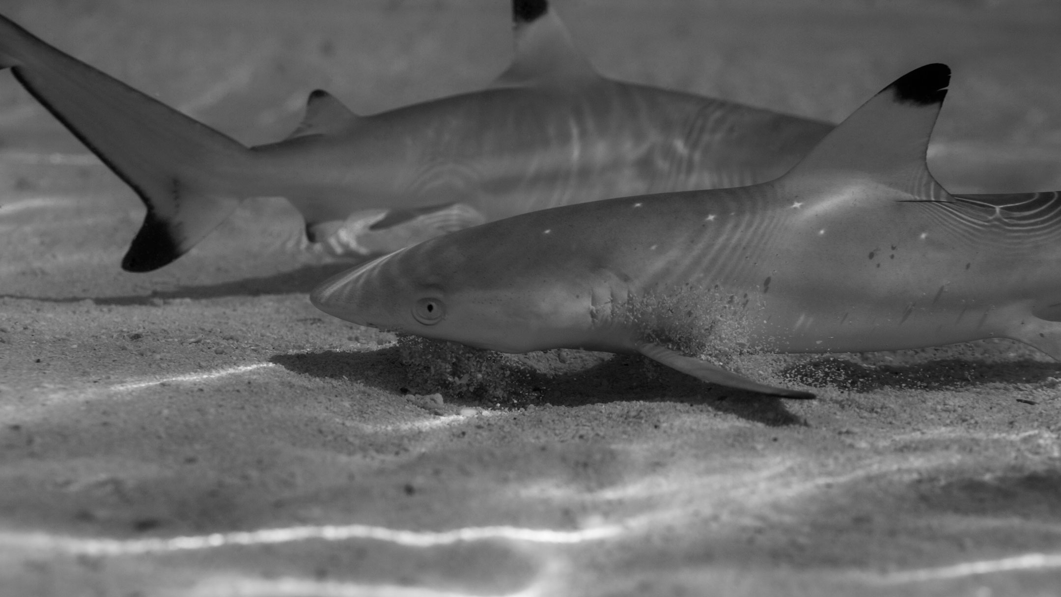 young lovers | south ari