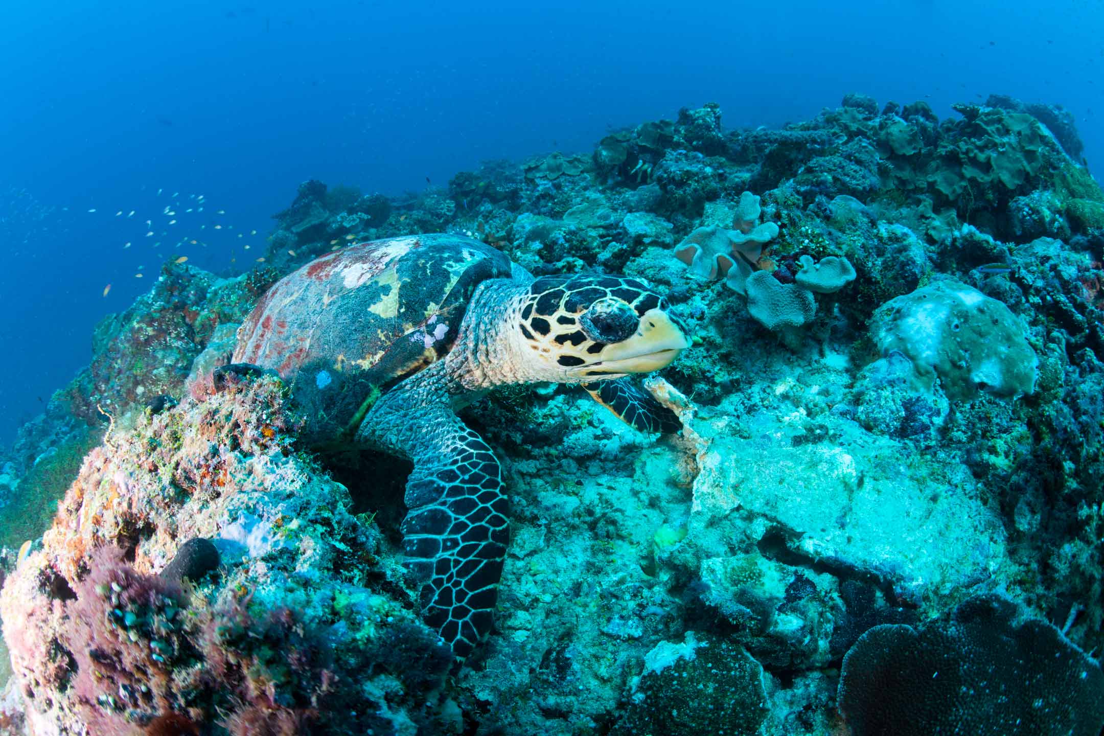 hungry turtle | south ari