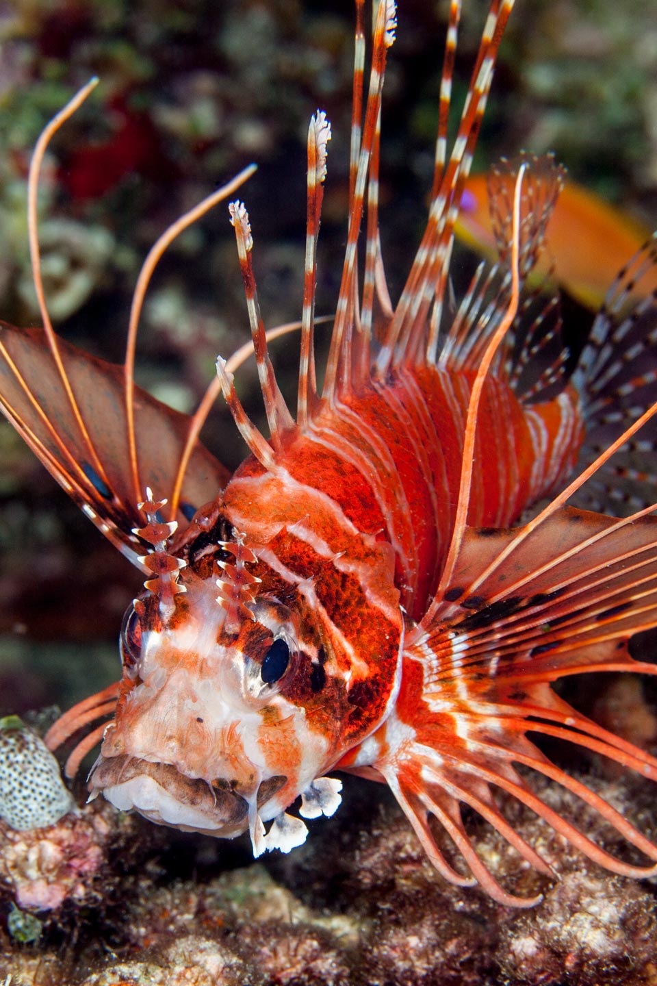 red lion | south ari