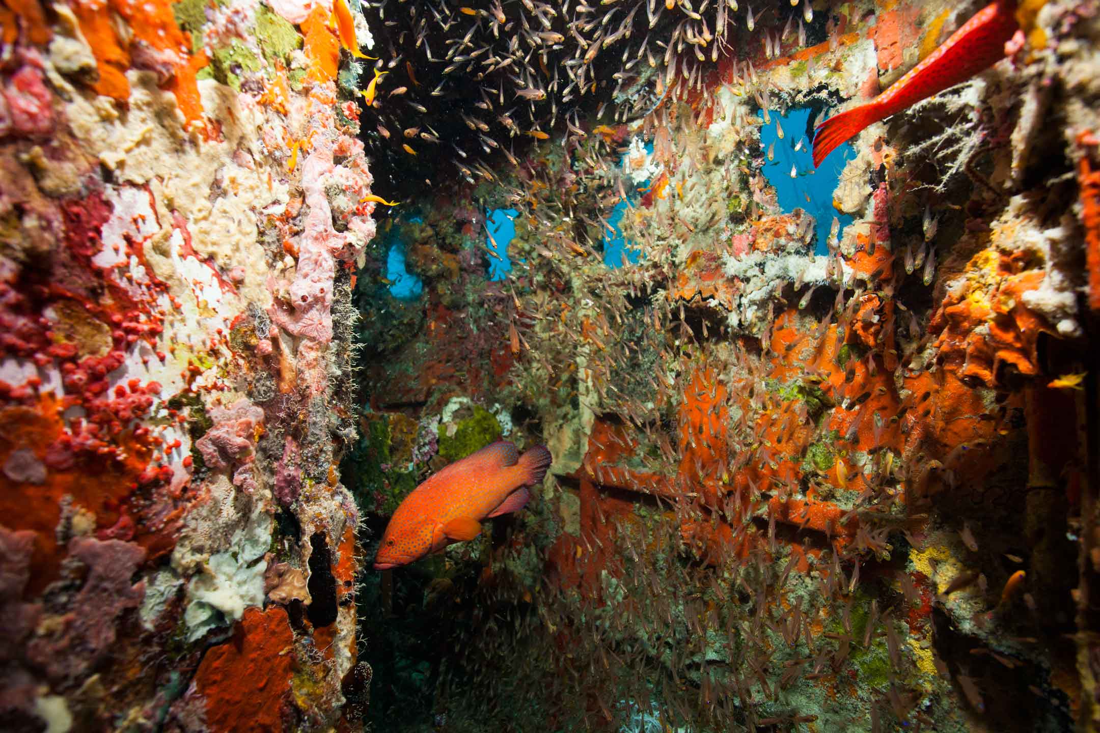 wrecked colors | south ari