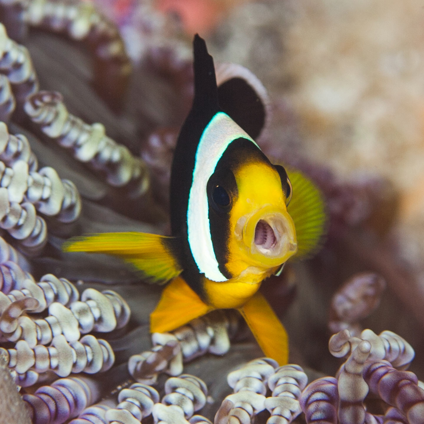 yawning nemo | south ari