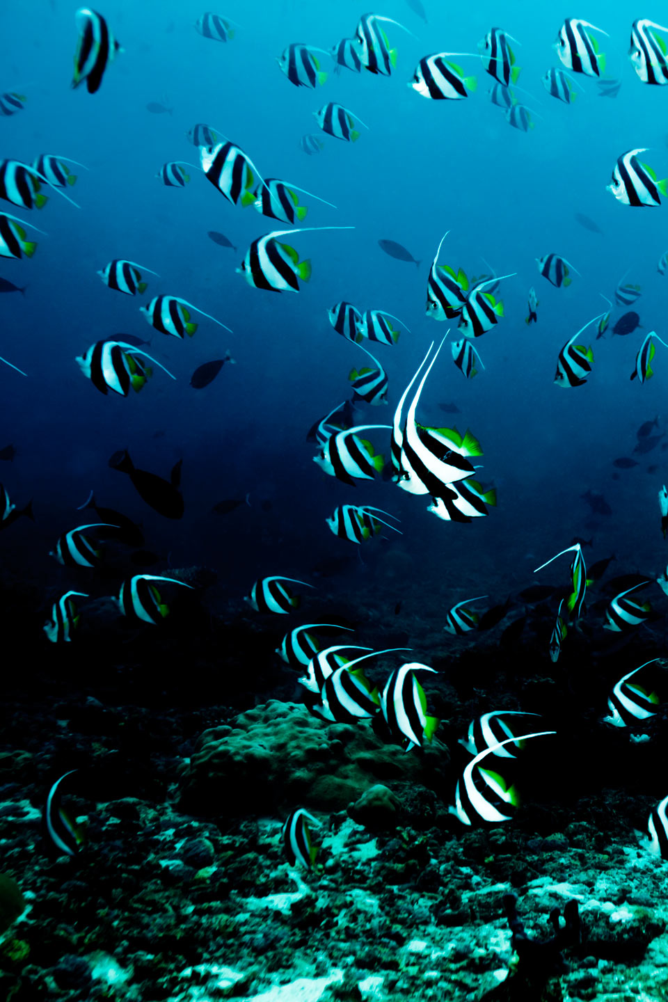 yellow banners | south ari