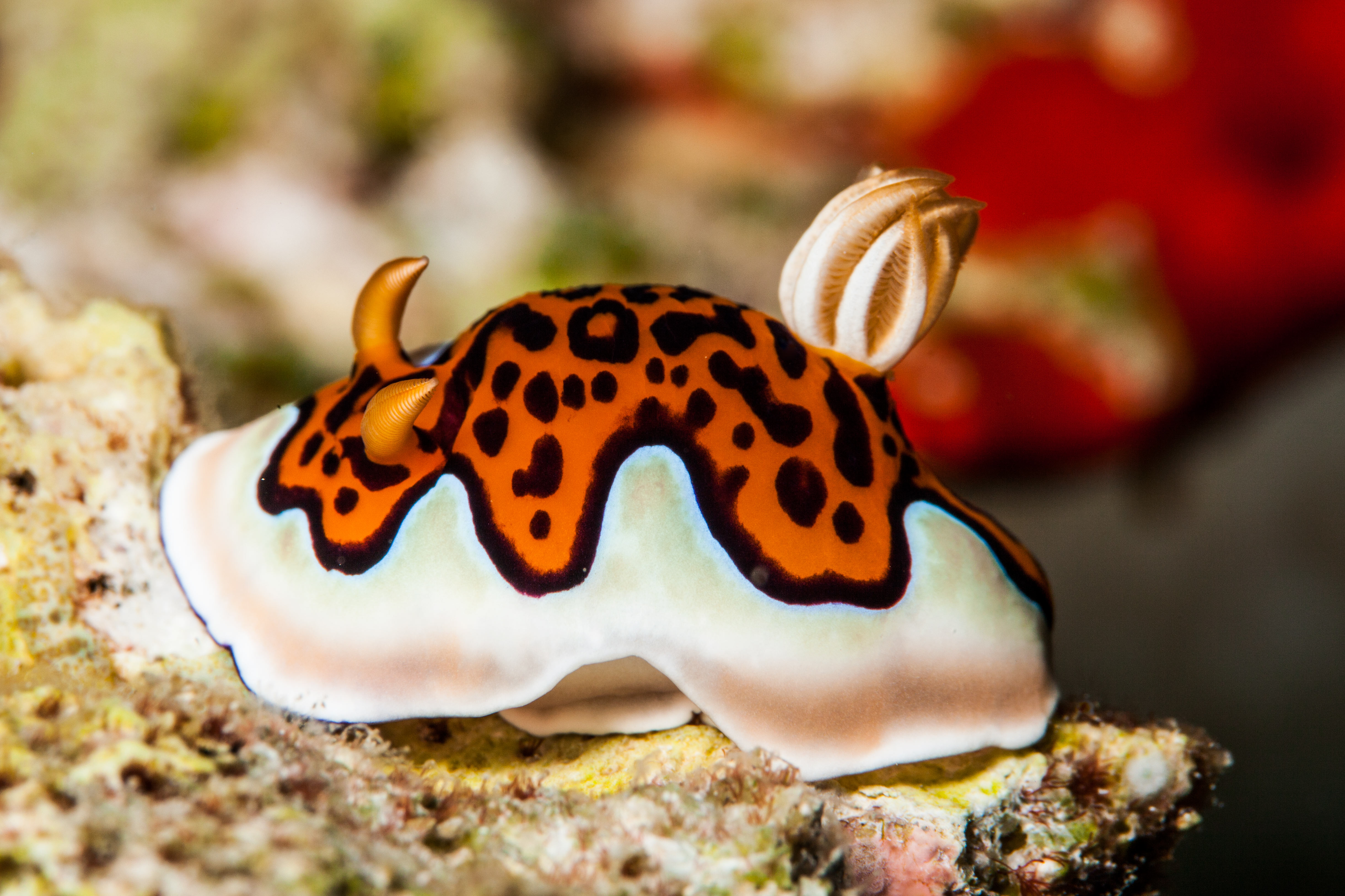 cute nudie | south ari