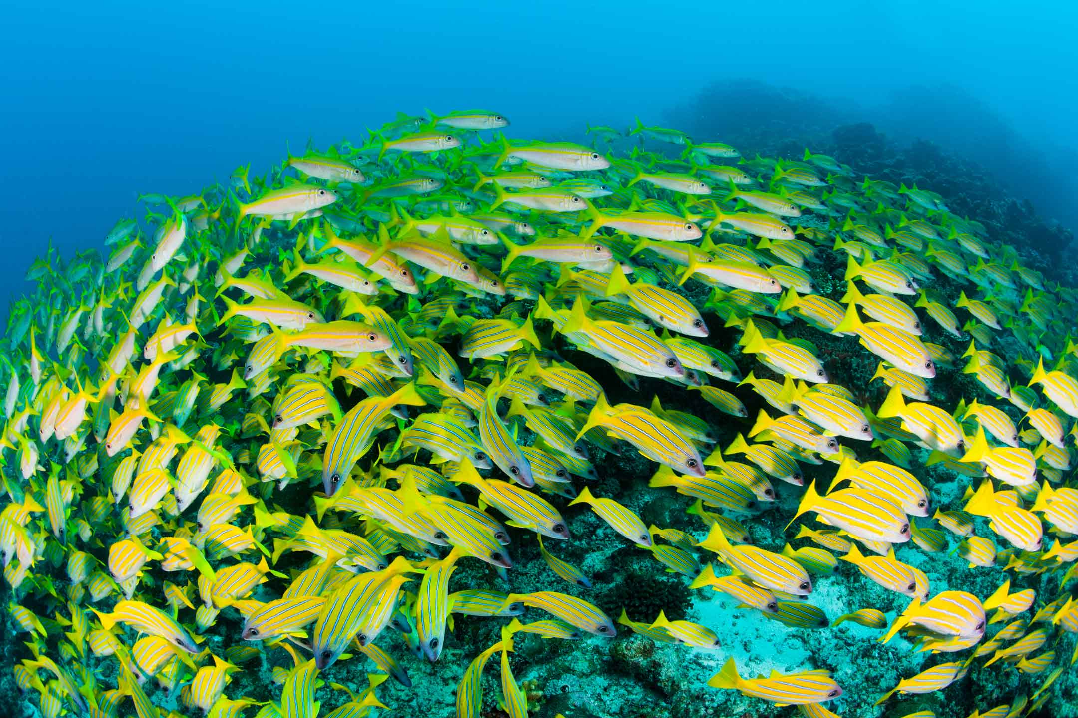 snapper school | south ari