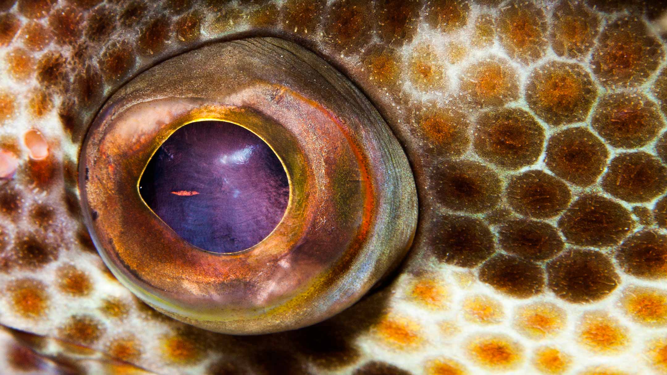 pard eye | south ari