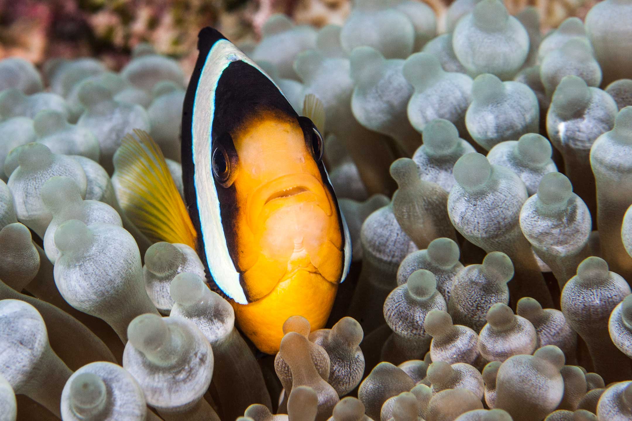 well sheltered | south ari