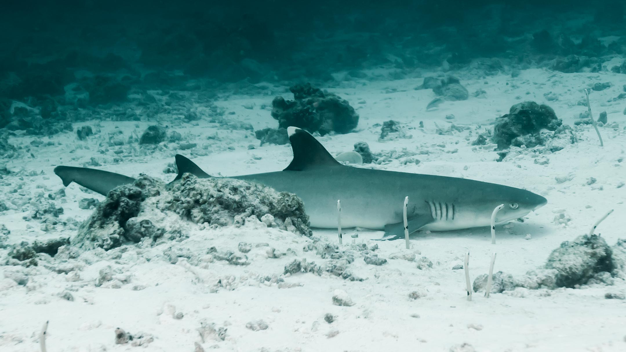 shark & eels | south ari