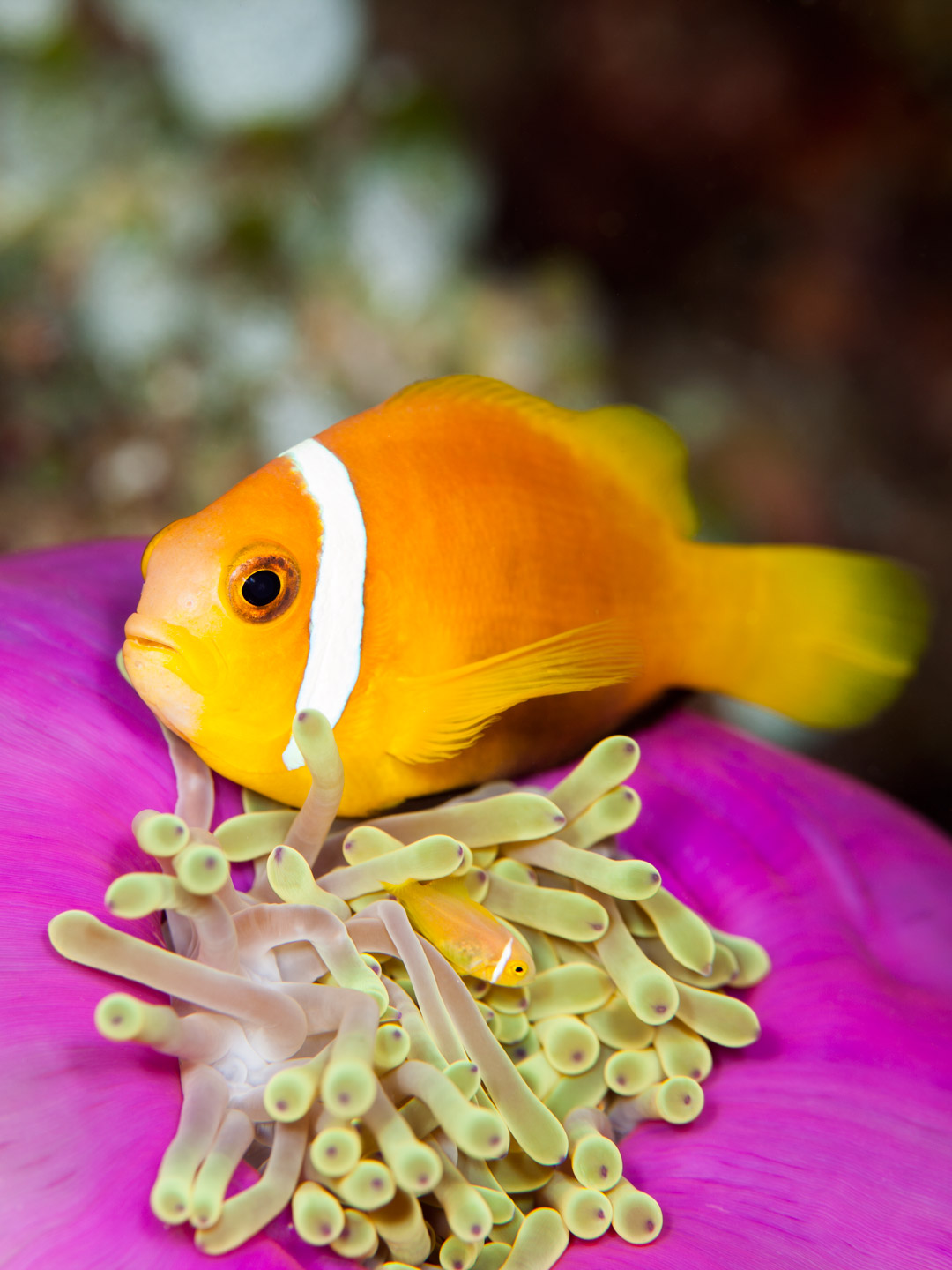 nemo with baby | south ari