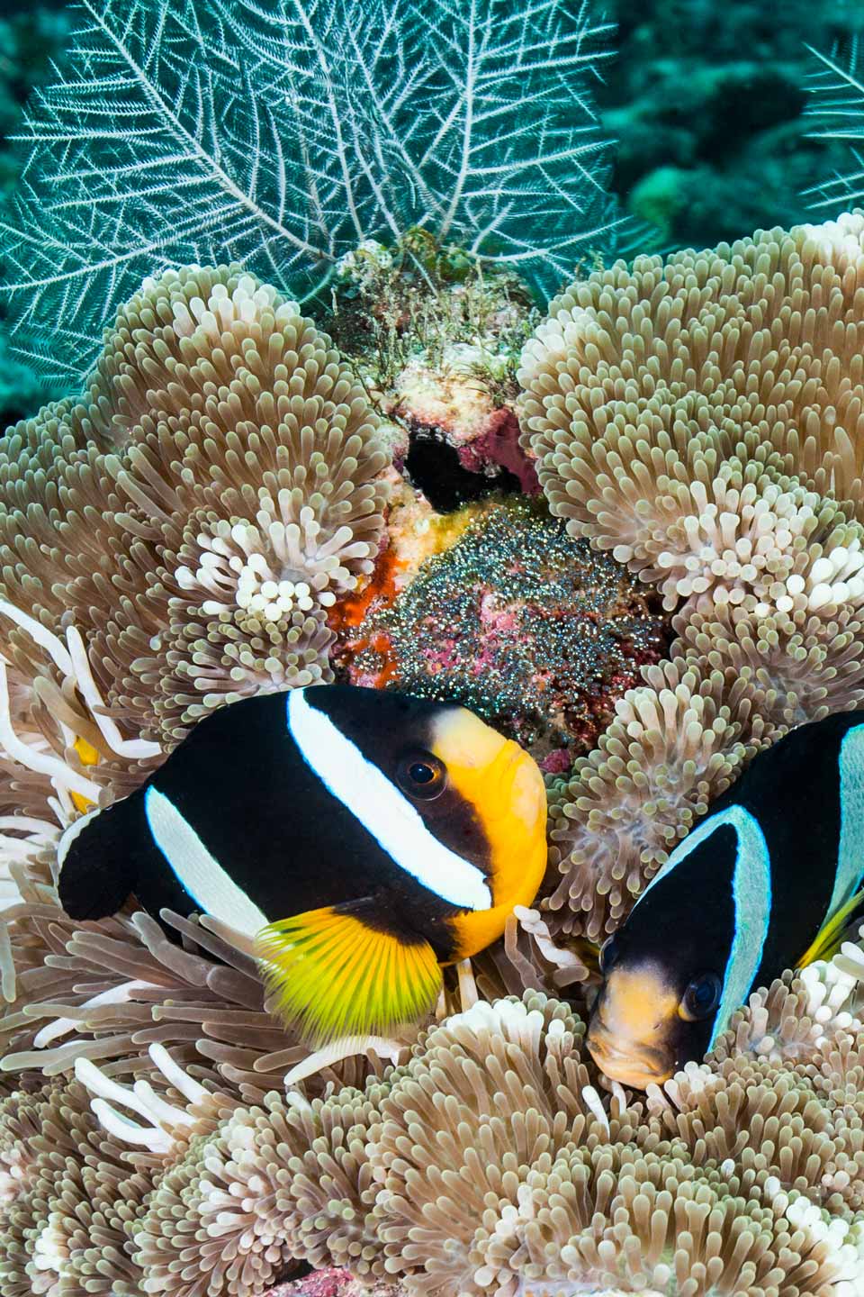 nemo couple & eggs | south ari