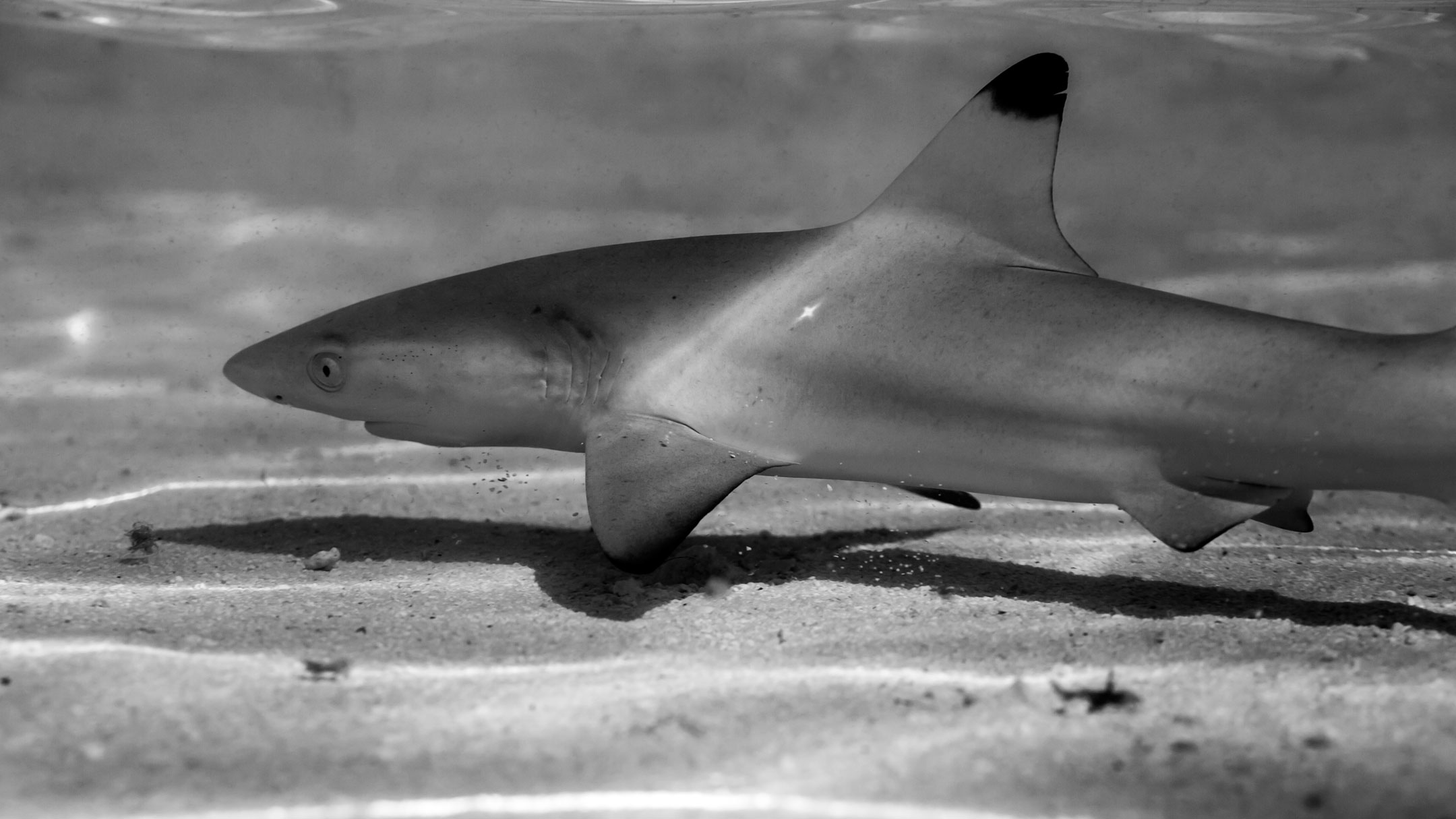 baby shark | south ari