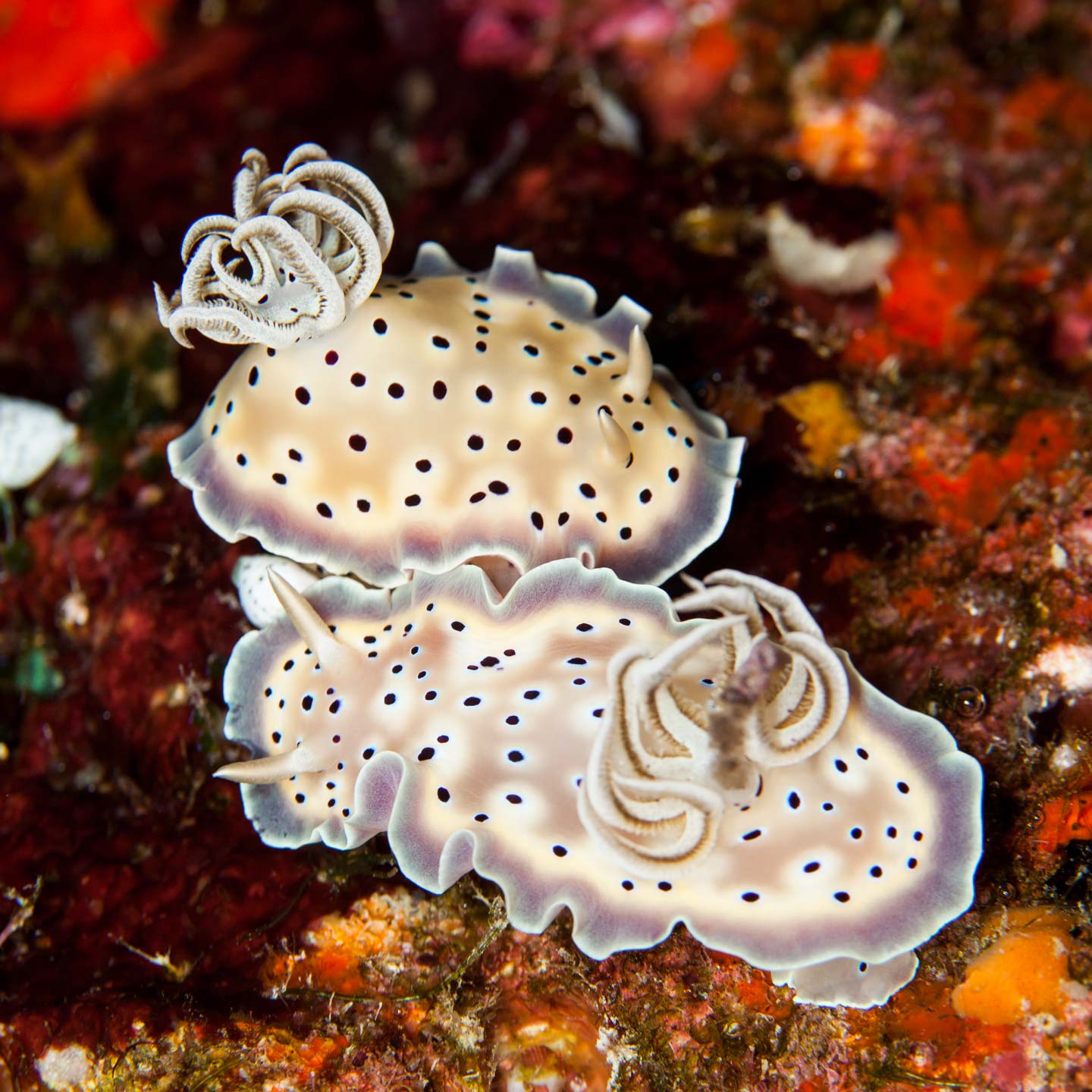 back & forth | south ari