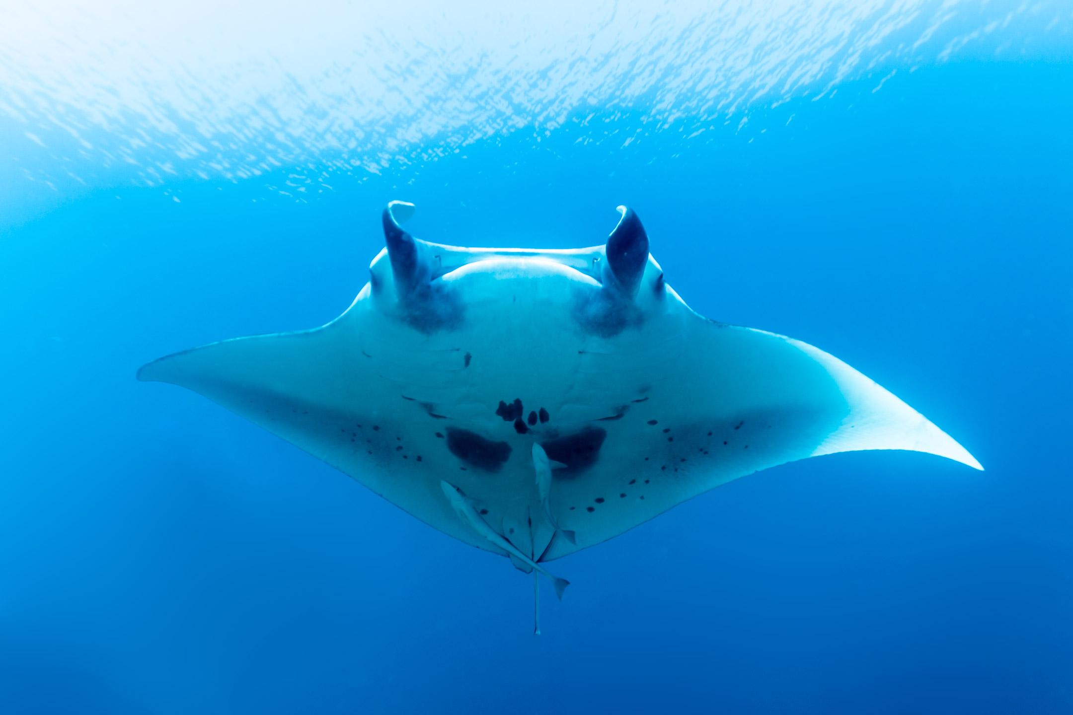 flying manta | south ari