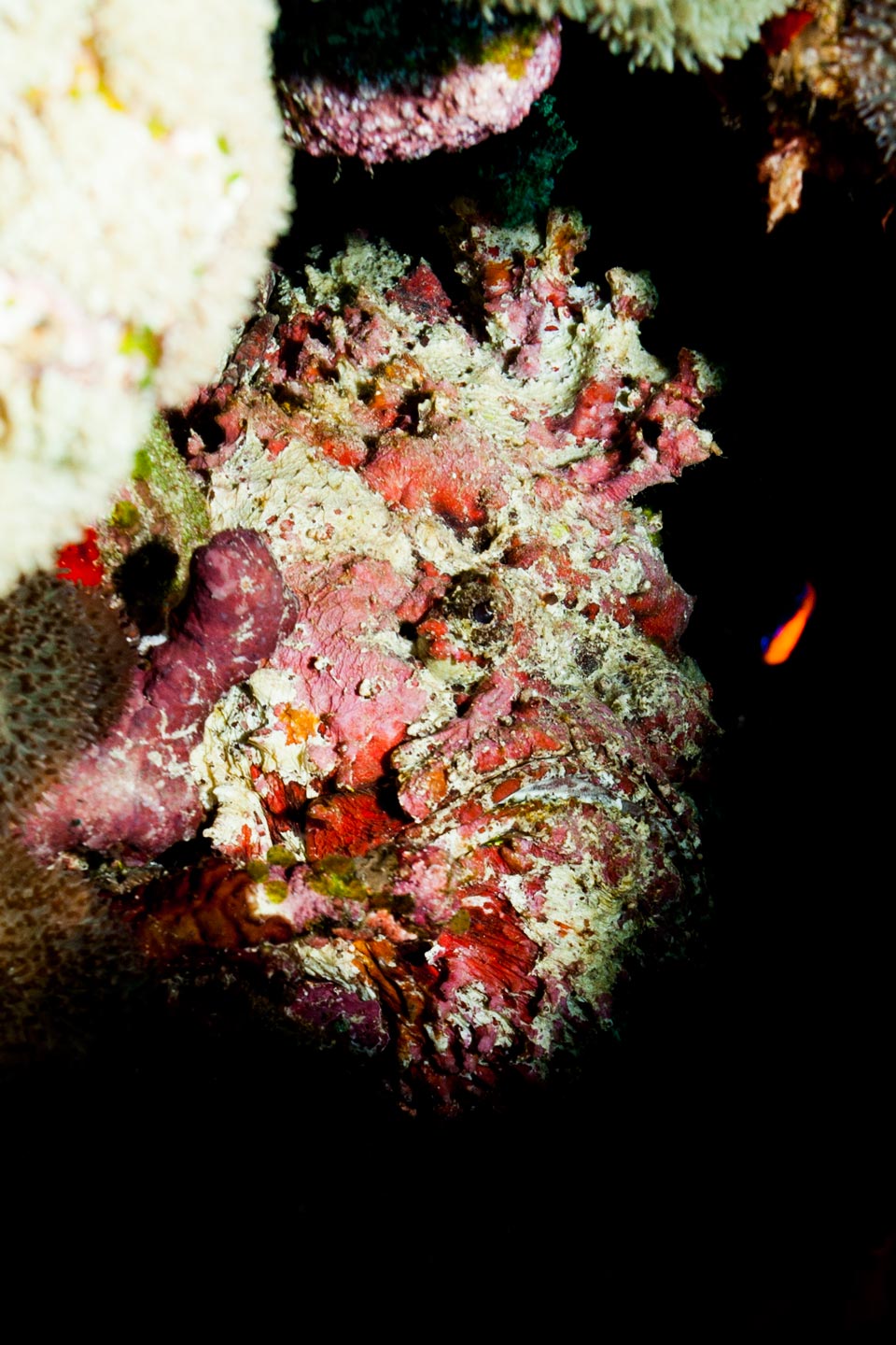 stonefish | south ari