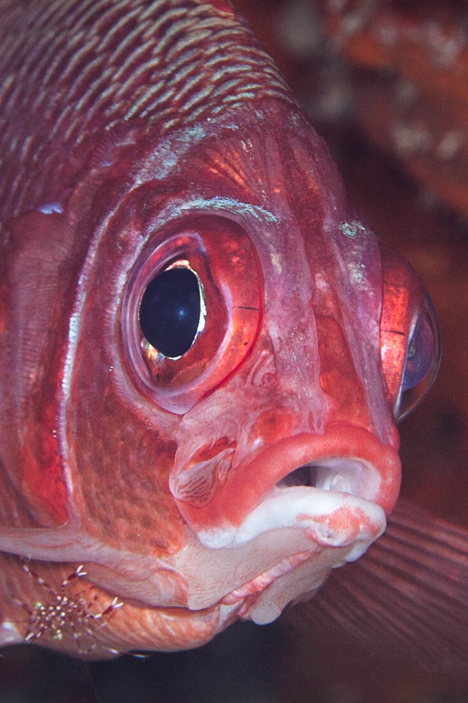 red mackerel | south ari