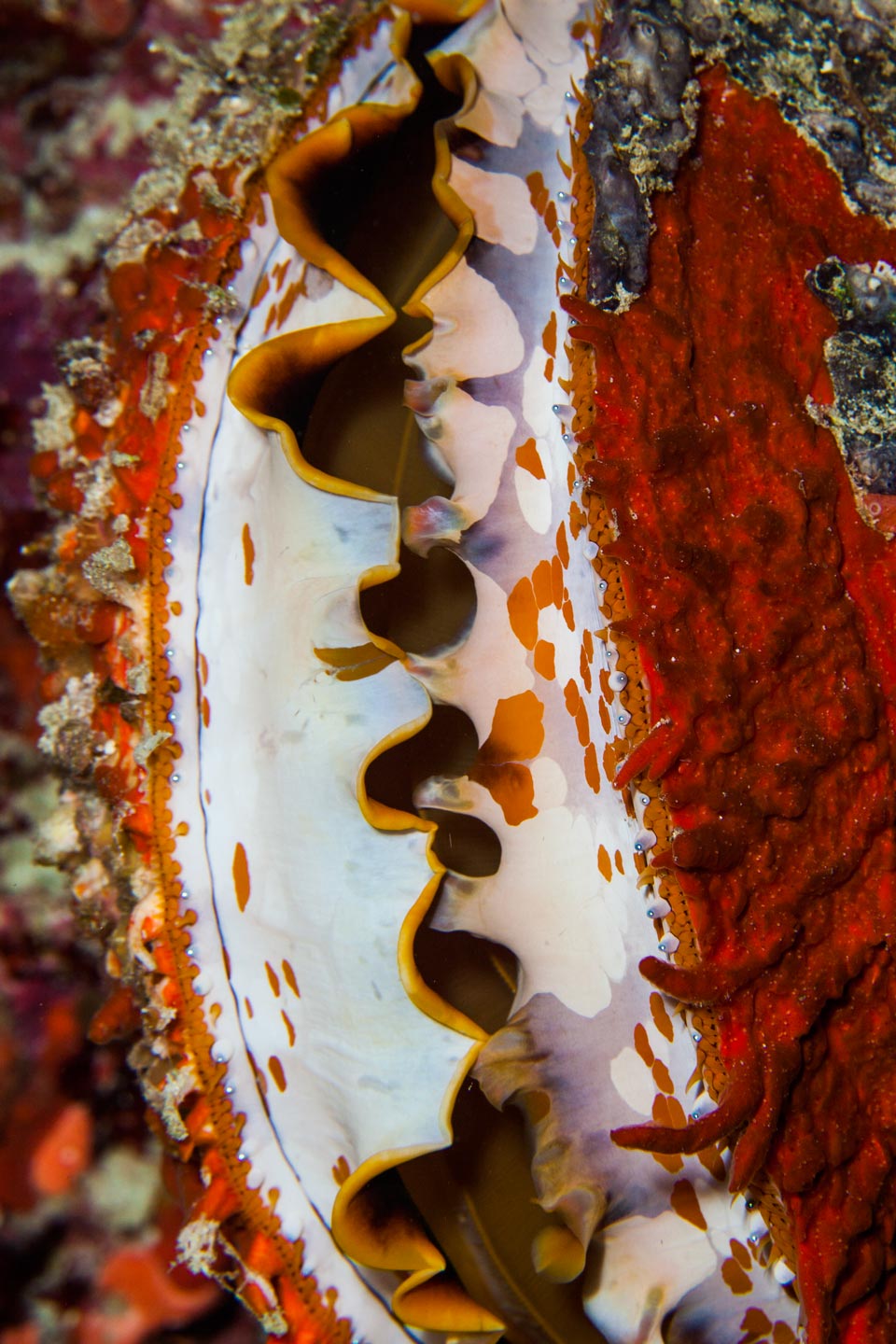 hidden shell | south ari