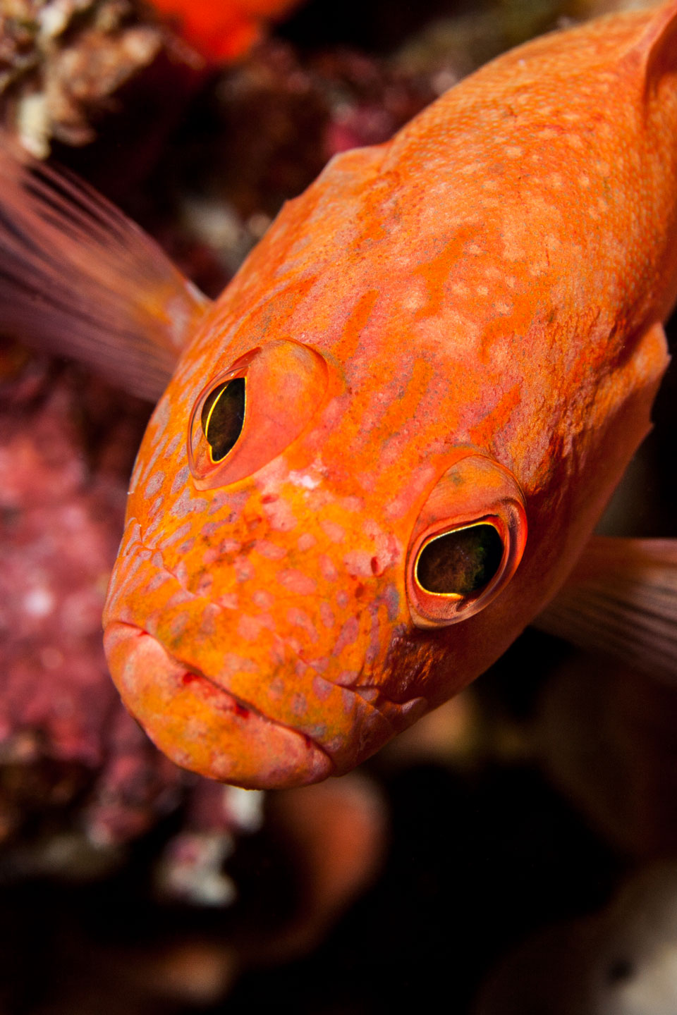 red kiss | south ari