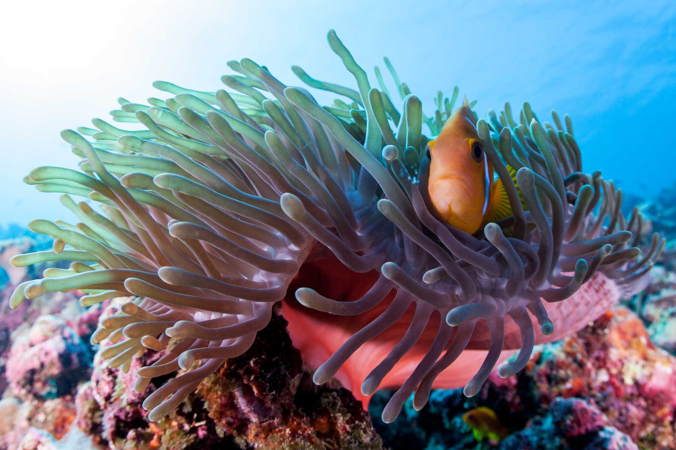 surfin' nemo | south ari