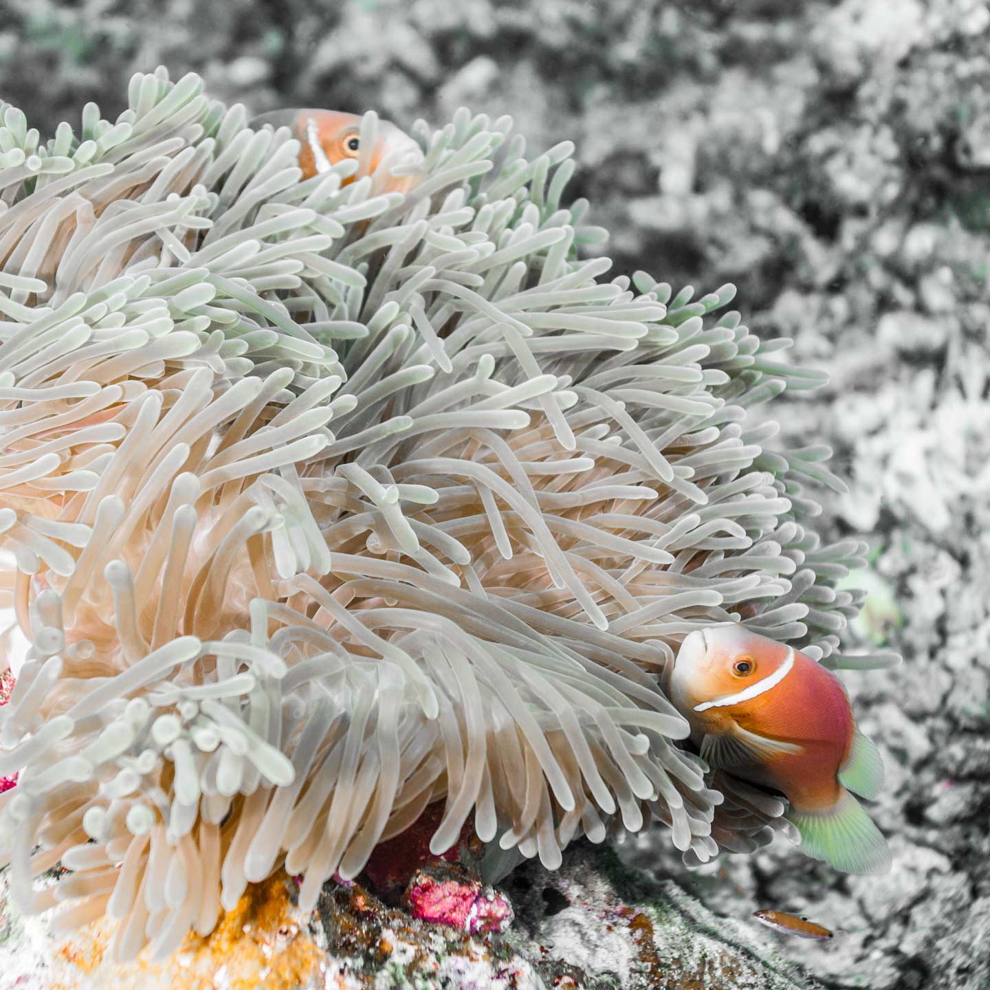 pale nemo | south ari