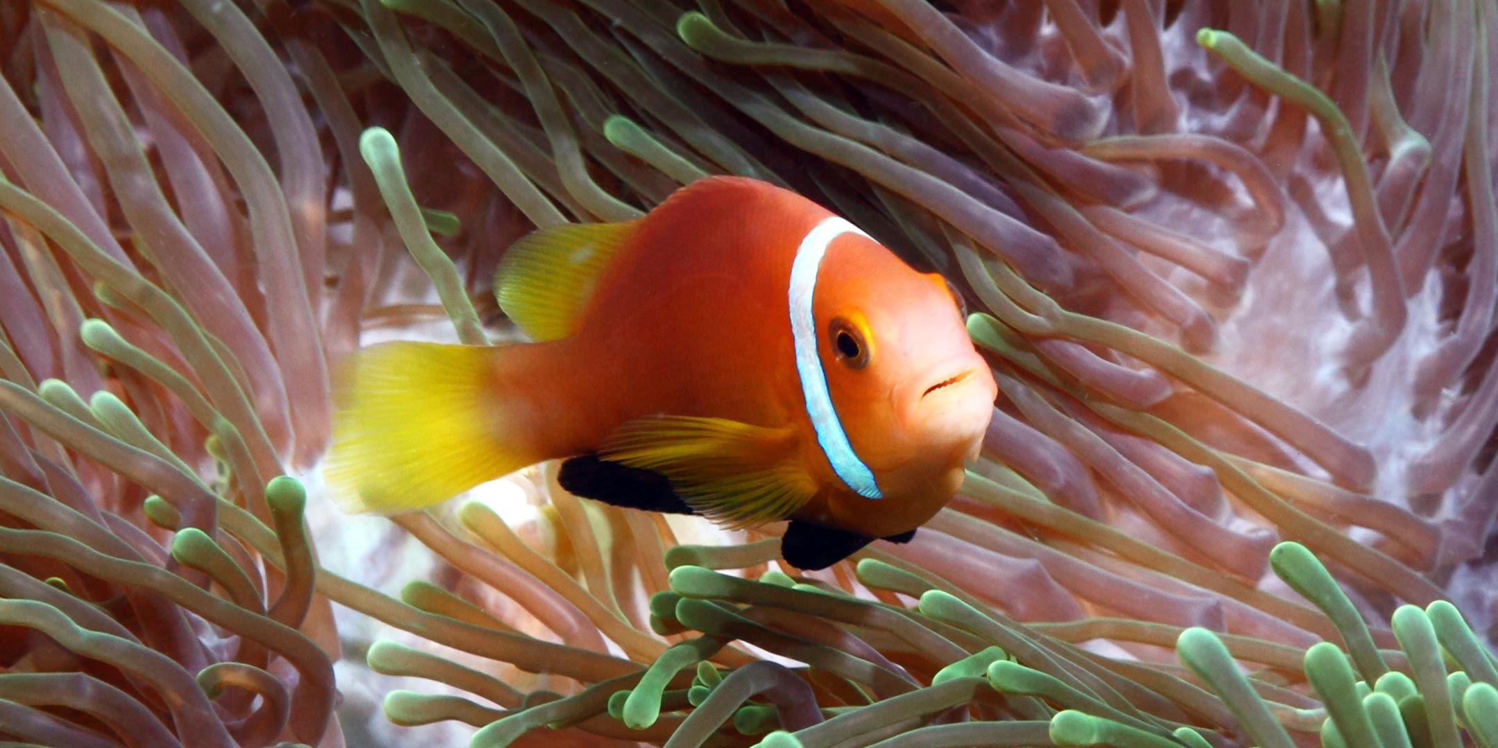 maldivian nemo | baa