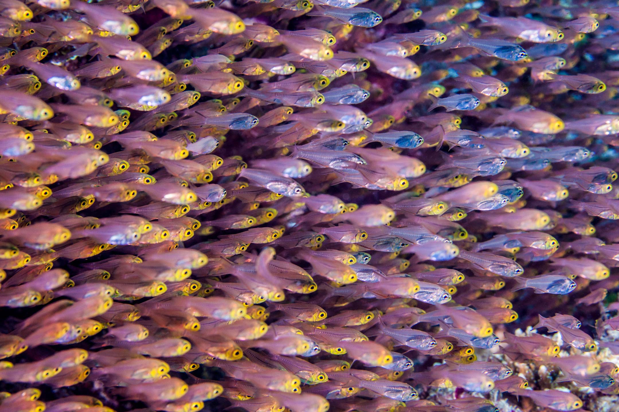 colored glass | faafu