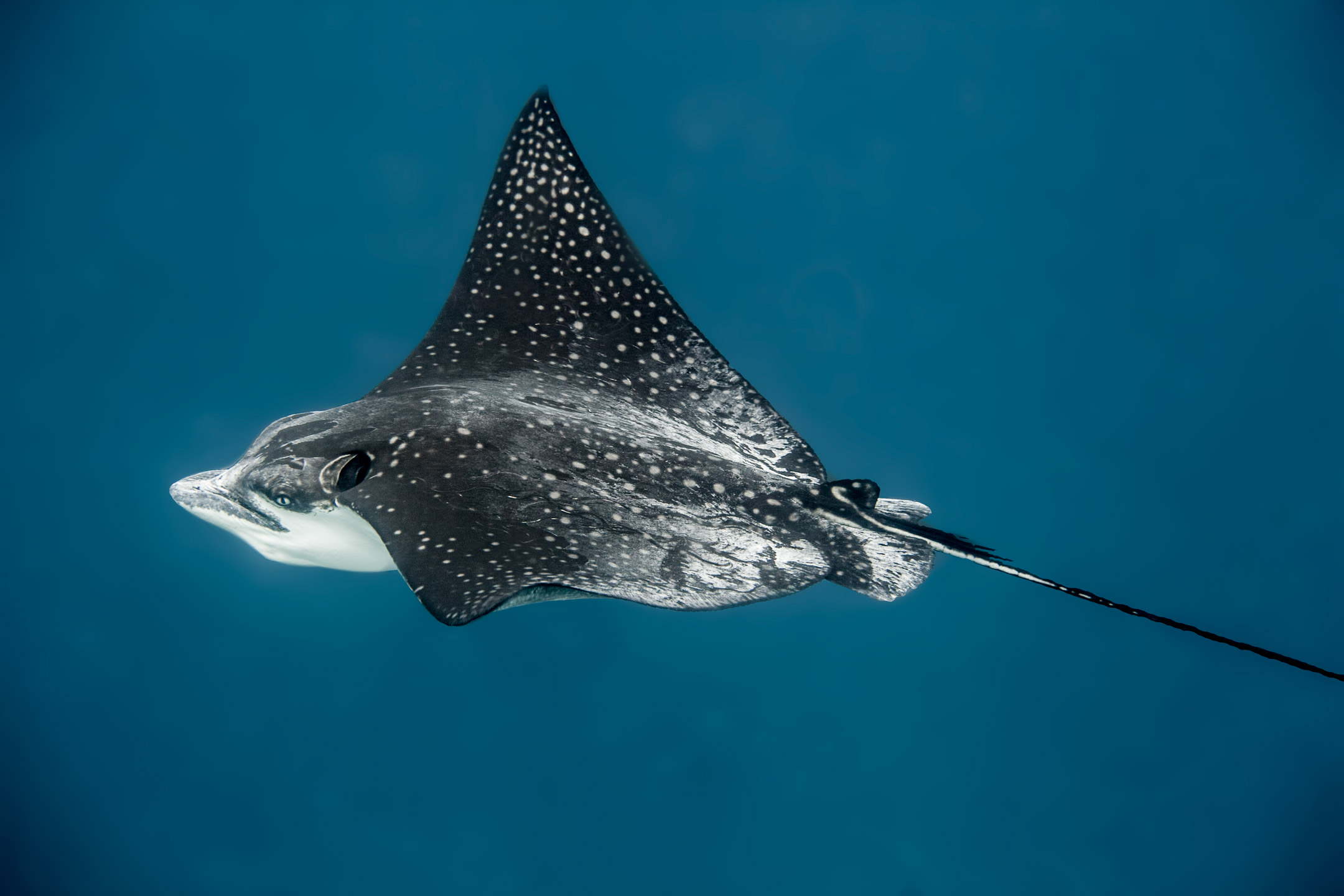 eagle ray | faafu