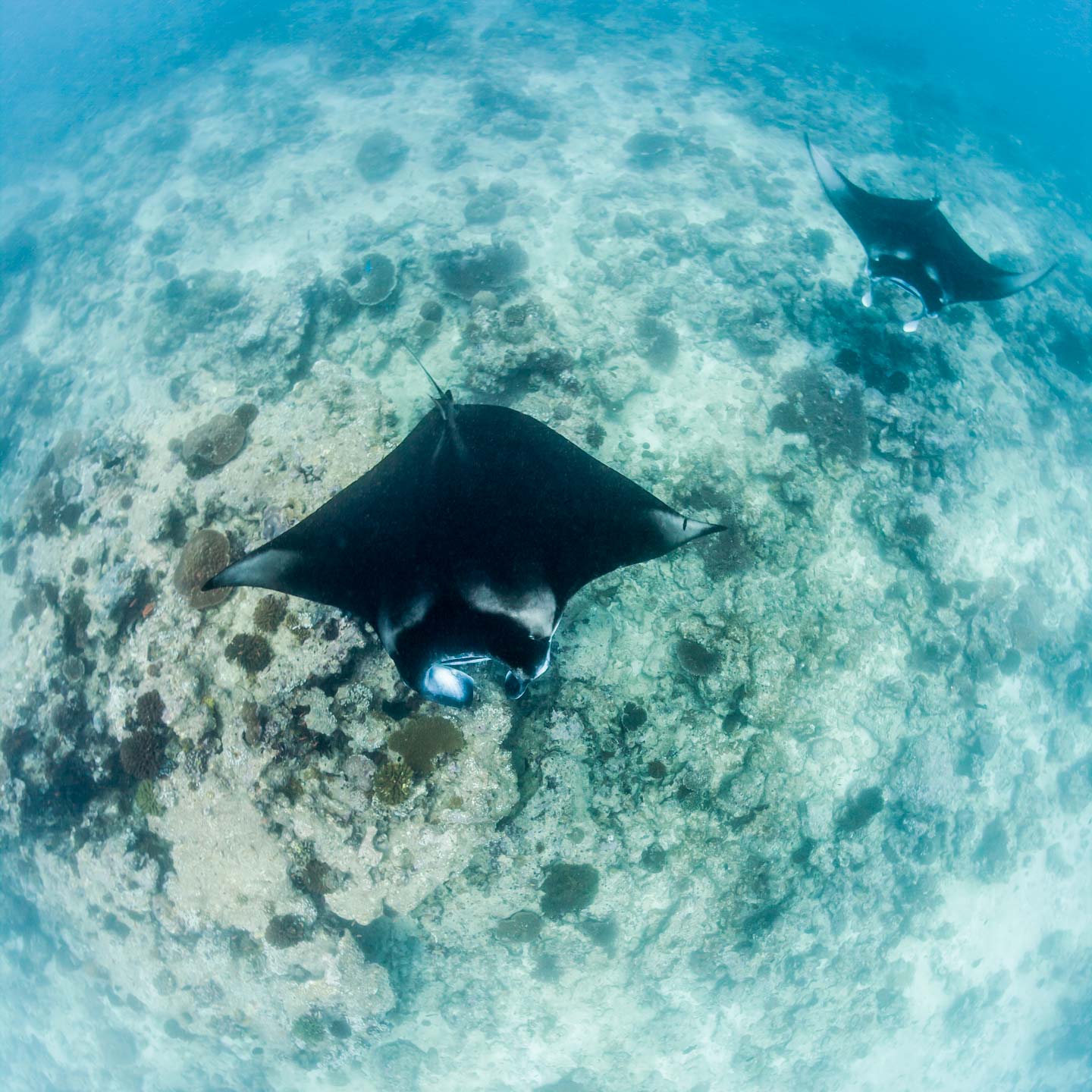underwater bats | faafu
