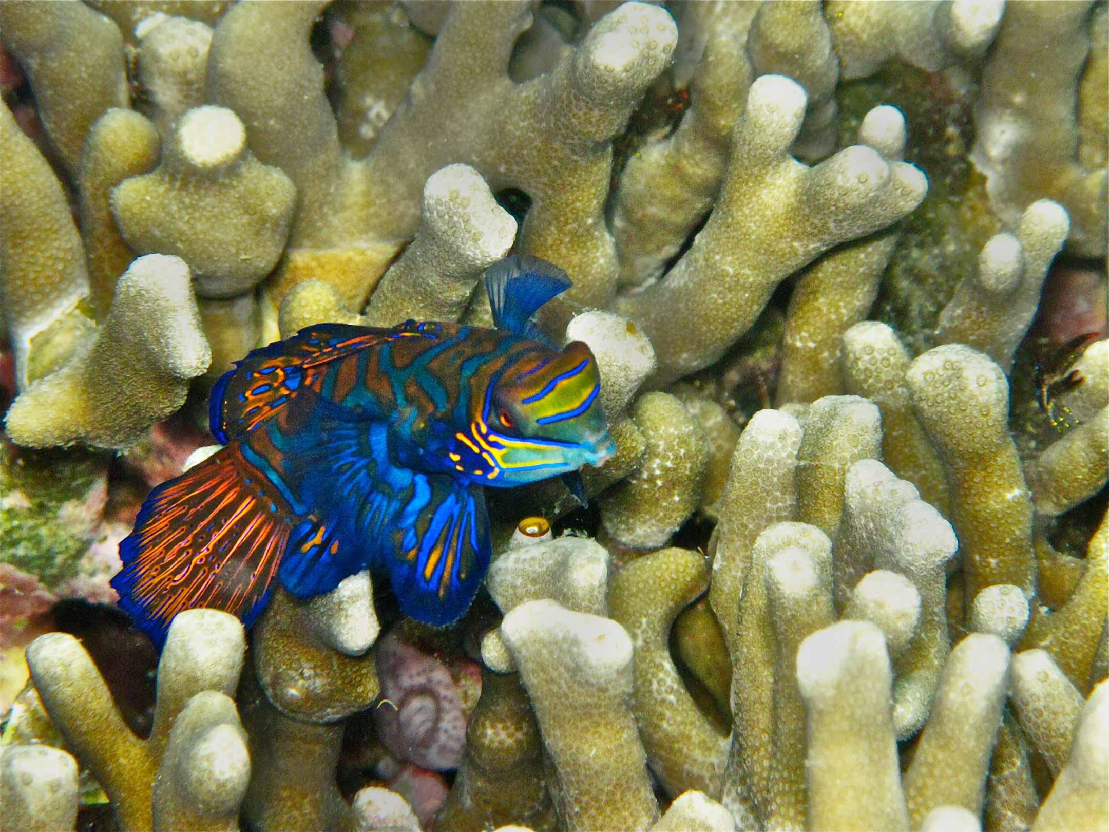 mandarine | philippines