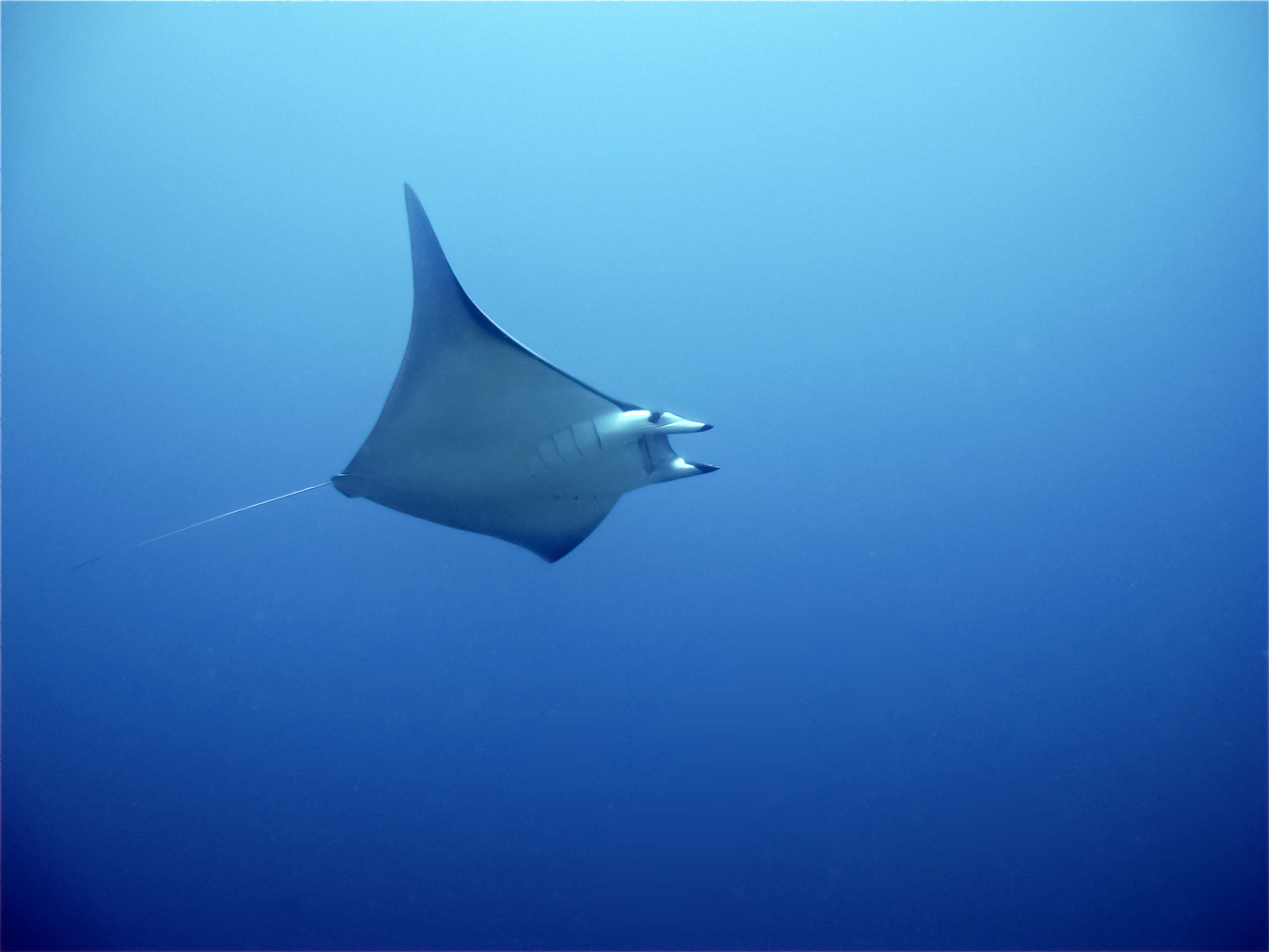 devil ray | philippines