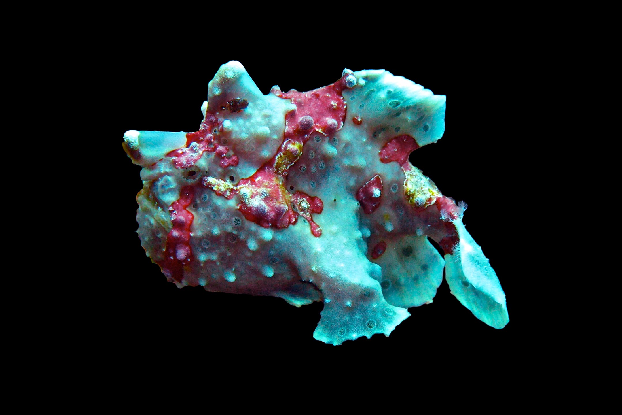 frog fish | philippines