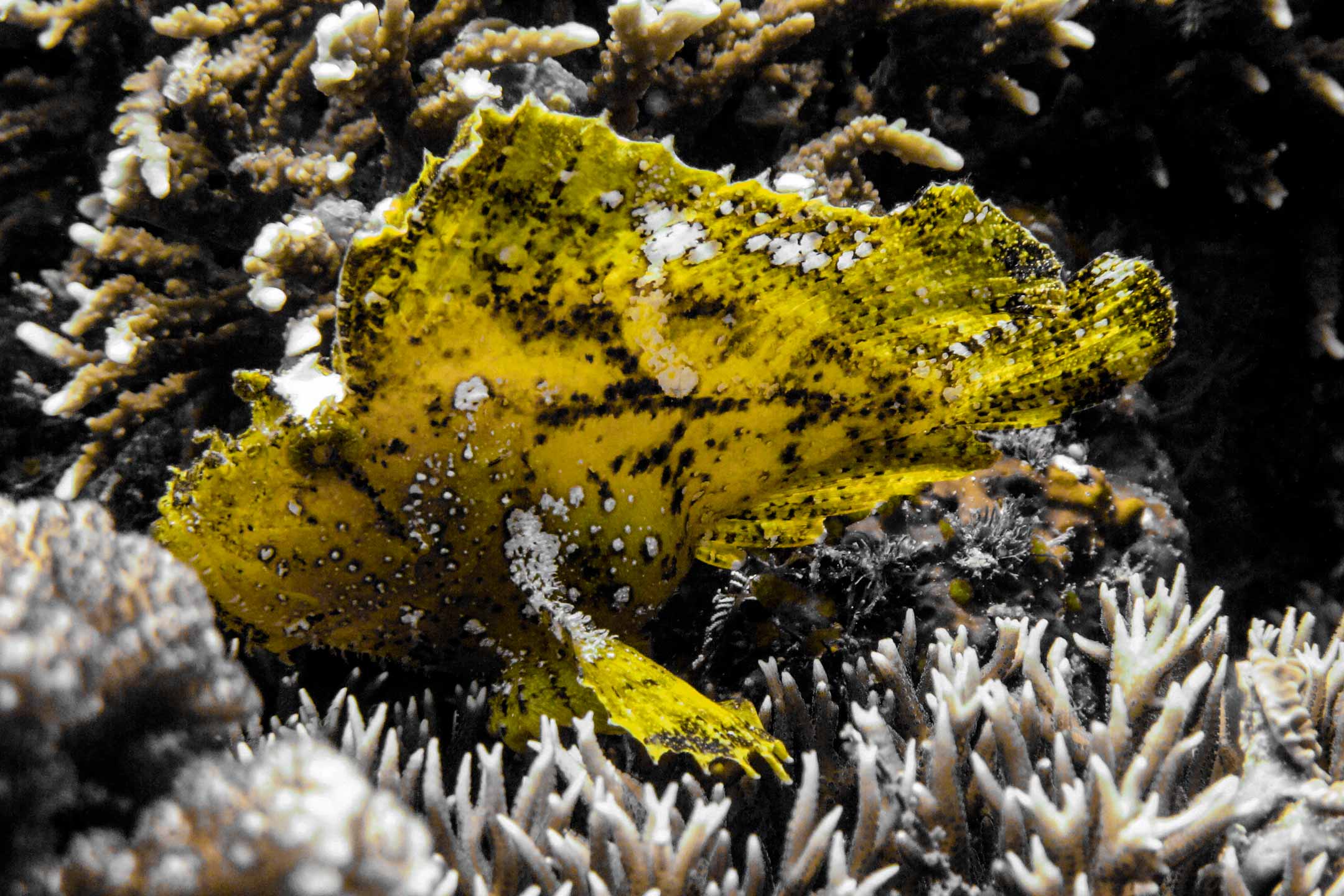 yellow leaf | philippines