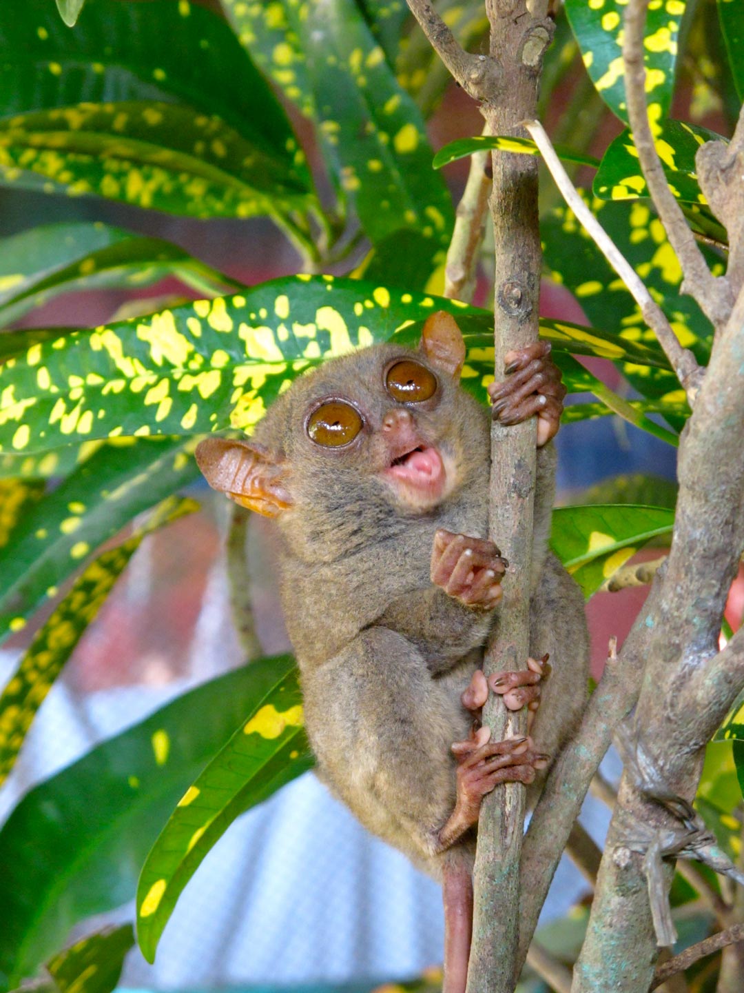tarsier | philippines